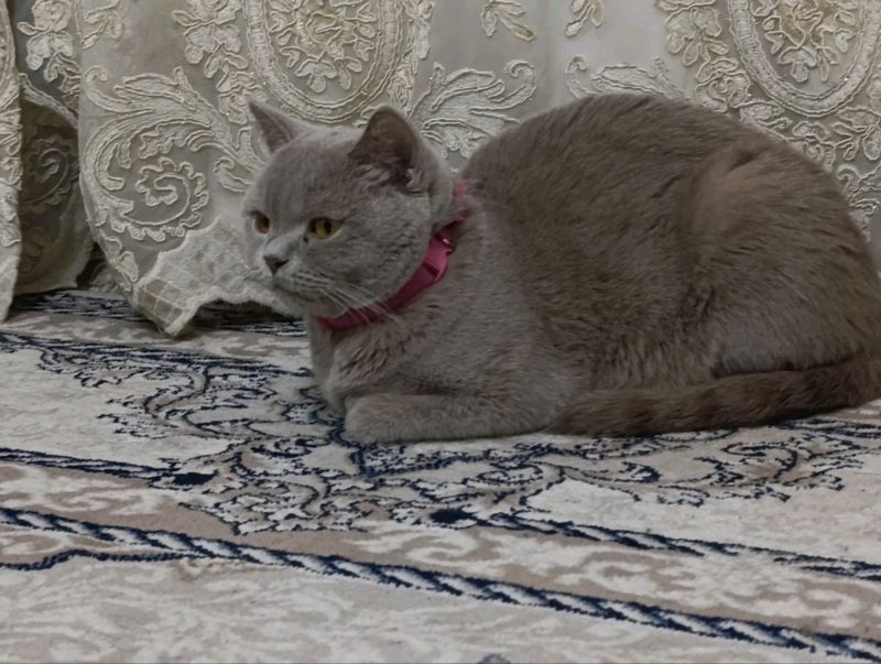 британский страйт