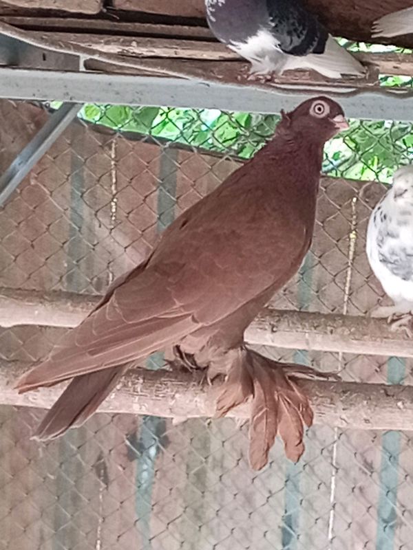 sotiladi sotiladi