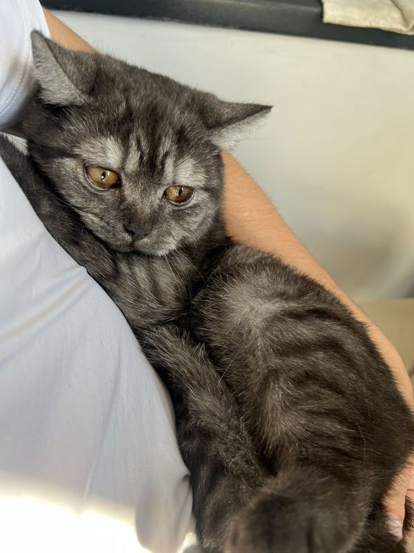British shorthair zotli mushuk sotiladi British shorthair zotli mushuk sotiladi