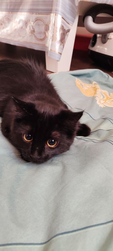 Кошка по кличке Бетти Кошка по кличке Бетти