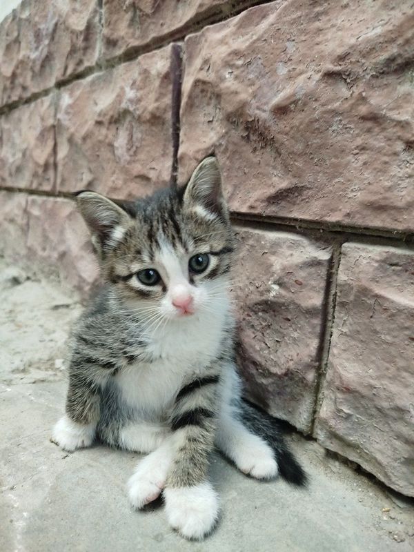 Котята здоровые к лотку приучены Котята здоровые к лотку приучены