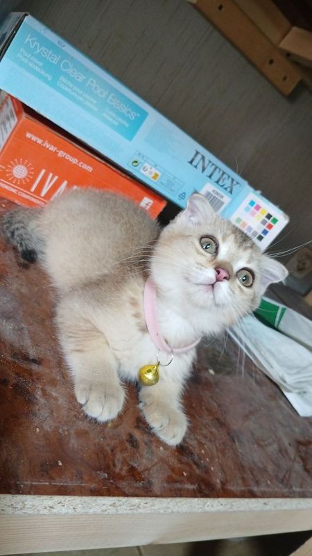 Кошка шиншила срочна продаётся