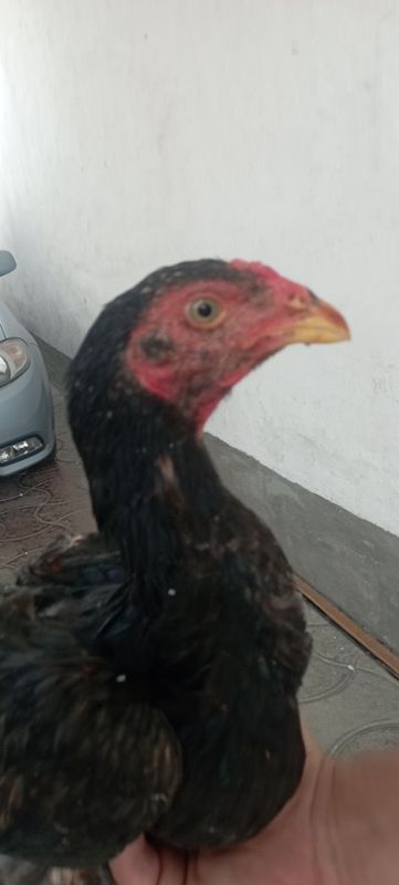 Dakan joja soglom yaxwi zot