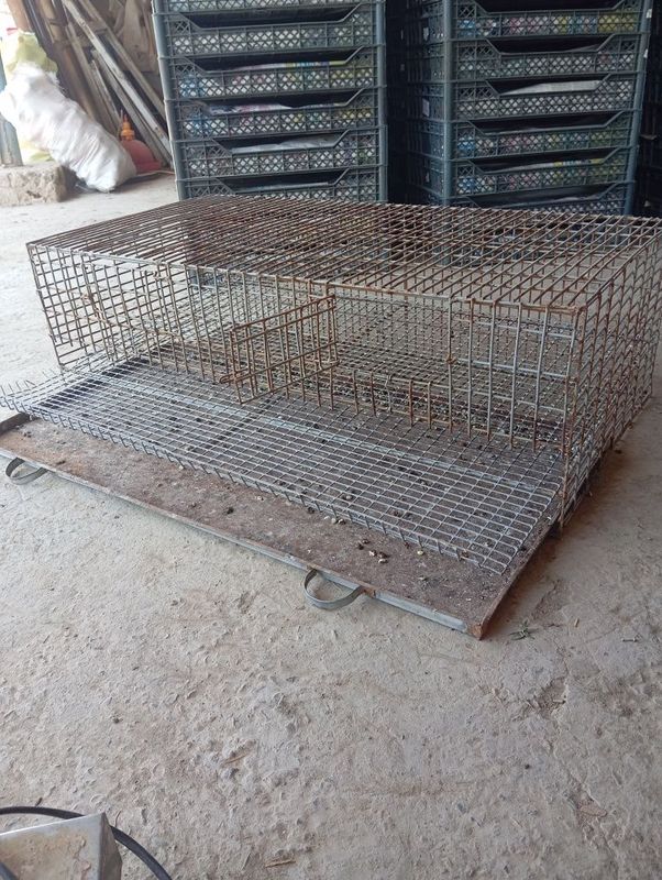 Bedana qafasi sotiladi Bedana qafasi sotiladi