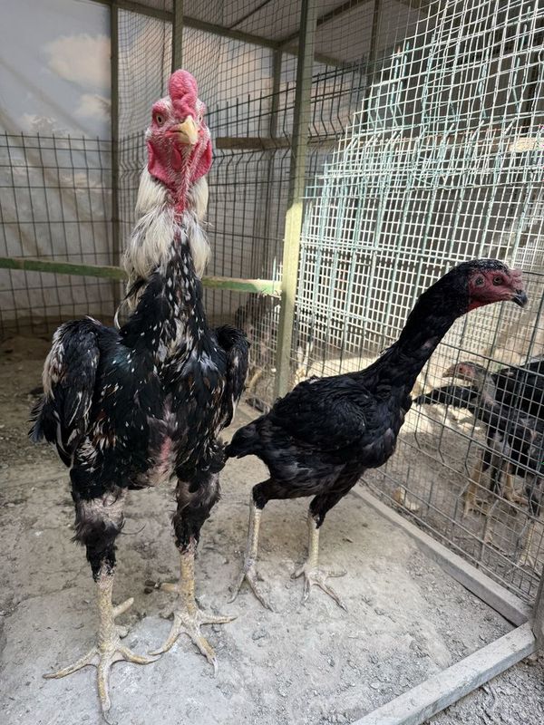 Dakan xoroz oilasi