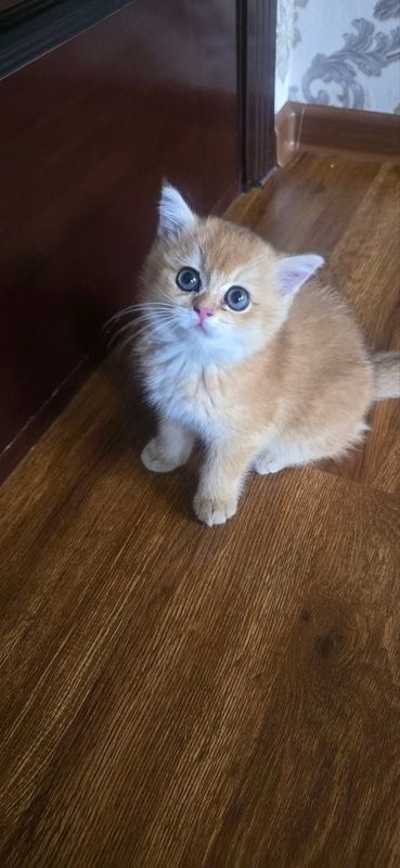 Продам золотистый британскую кошку Продам золотистый британскую кошку
