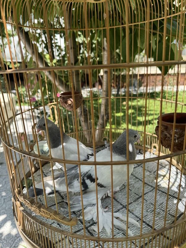 Кабутарлар голуби