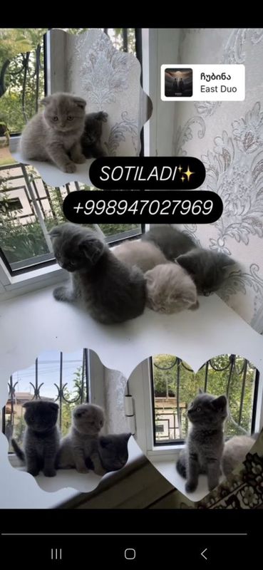 Skotish fold tozza zot bollari sotiladi 1.5 oylik Skotish fold tozza zot bollari sotiladi 1.5 oylik