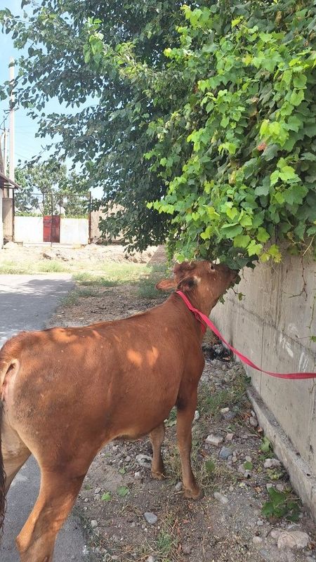 Бузок хунажин соглом