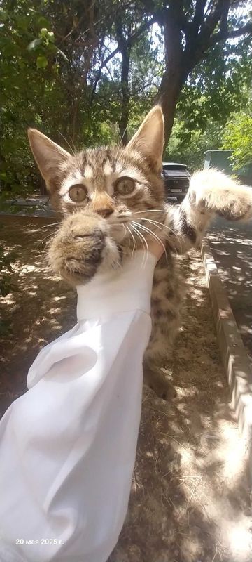 Отдаём котят даром Отдаём котят даром