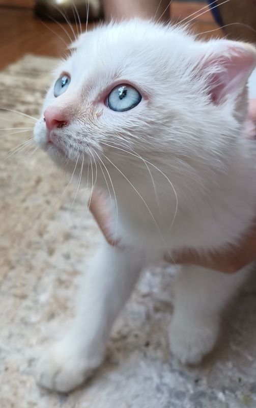 Котёнок вислоухий короткошерстная Британская Котёнок вислоухий короткошерстная Британская