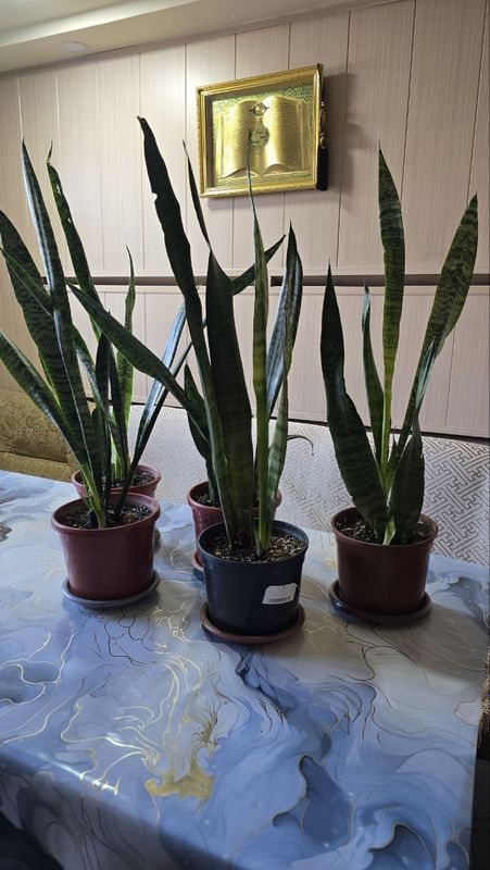 Продаются цветы Sansevieria