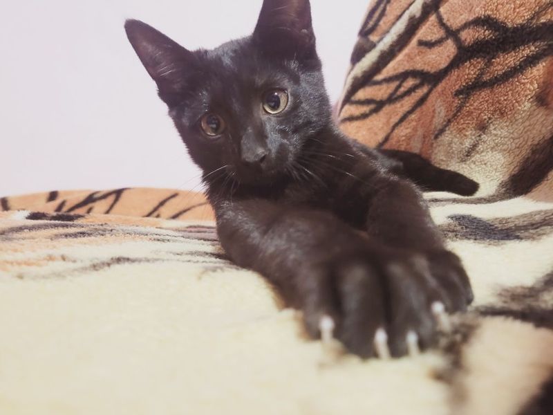 Отдам котика в добрые руки мальчик Отдам котика в добрые руки мальчик