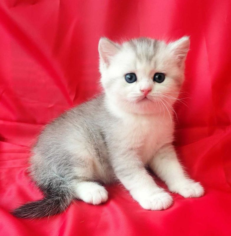 Продается вислоухий котенок, мальчик