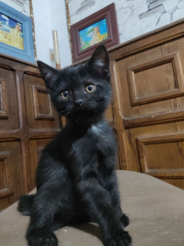 Кошечки 3 месячные! Кошечки 3 месячные!
