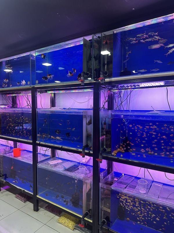 Akvarium va baliq Magazin Akvarium va baliq Magazin