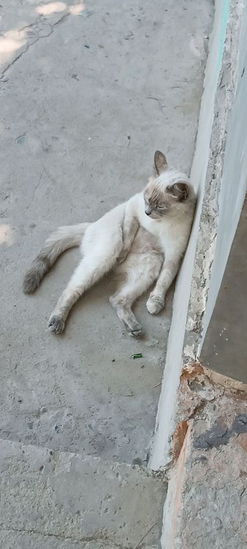 Uy zotli mushuglari sotiladi. Uy zotli mushuglari sotiladi.