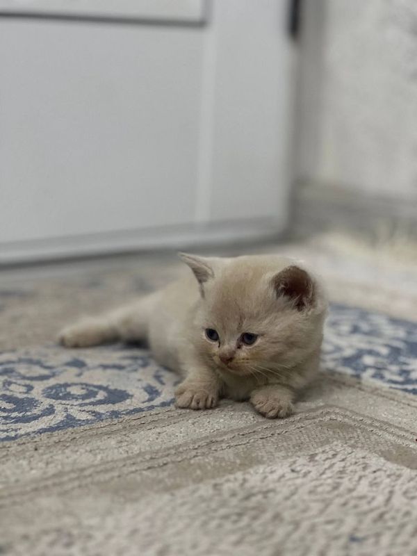 Mushuk britanskiy shinshila