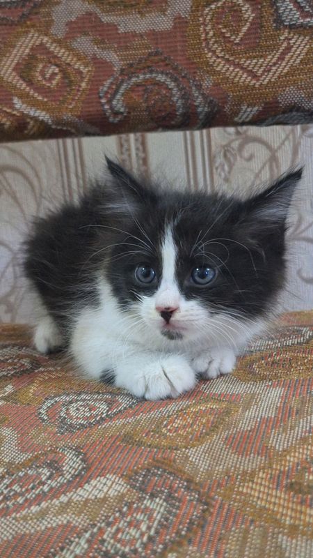 shinshilla zotdor qiz bola 1 yarm oyli shinshilla zotdor qiz bola 1 yarm oyli