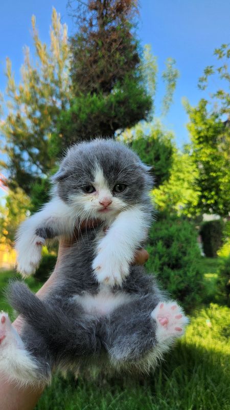 Scottish fold bicolor Scottish fold bicolor