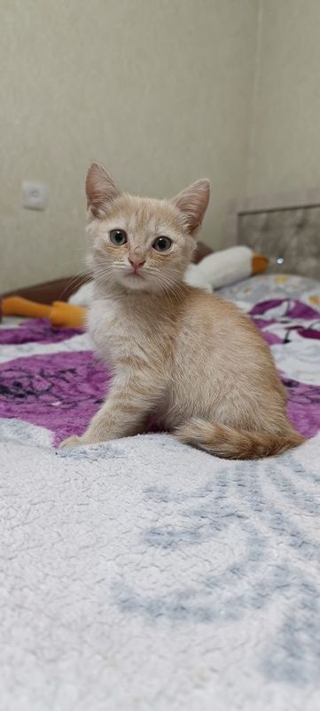 Пристраивается в семью котенок мальчик Пристраивается в семью котенок мальчик