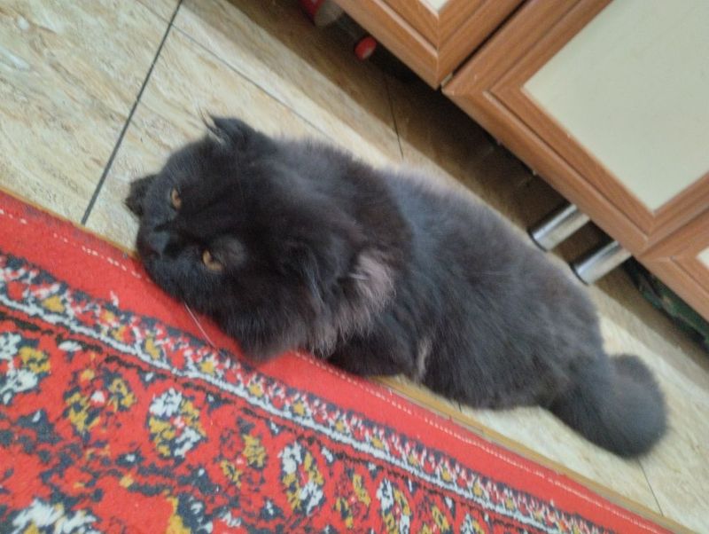 Mushuk zotdor. O'zini qumchasiga hamma ishini qiladi katta kichik Mushuk zotdor. O'zini qumchasiga hamma ishini qiladi katta kichik