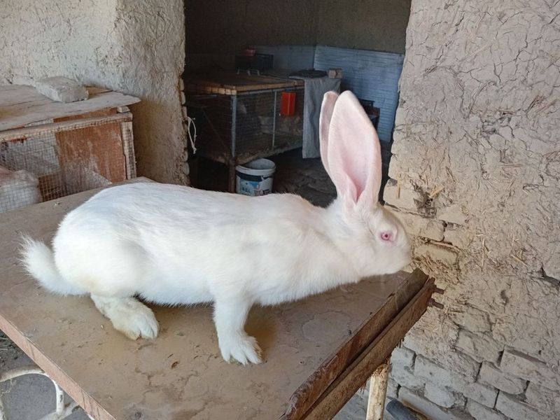Zotdor quyonlar samest Zotdor quyonlar samest