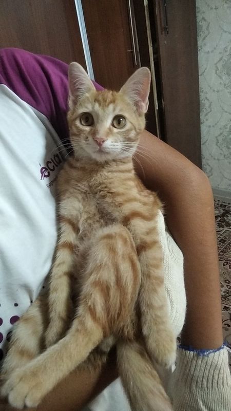 Mushuk sotiladi: ismi Nora ayol mushuk Mushuk sotiladi: ismi Nora ayol mushuk