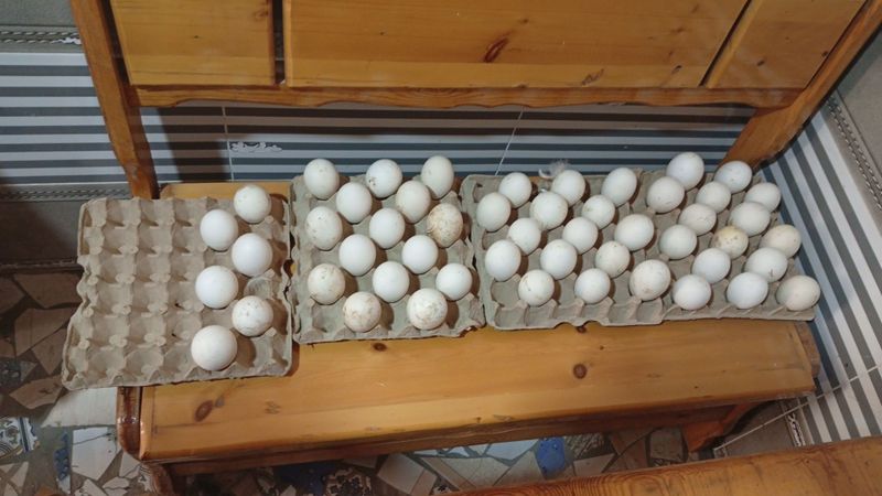 Продаются инкобуцонные яйца гусей Продаются инкобуцонные яйца гусей