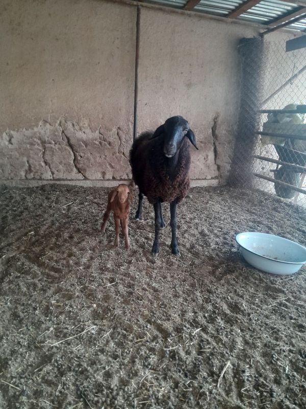 Ona bala qoy sotiladi adres Danllager