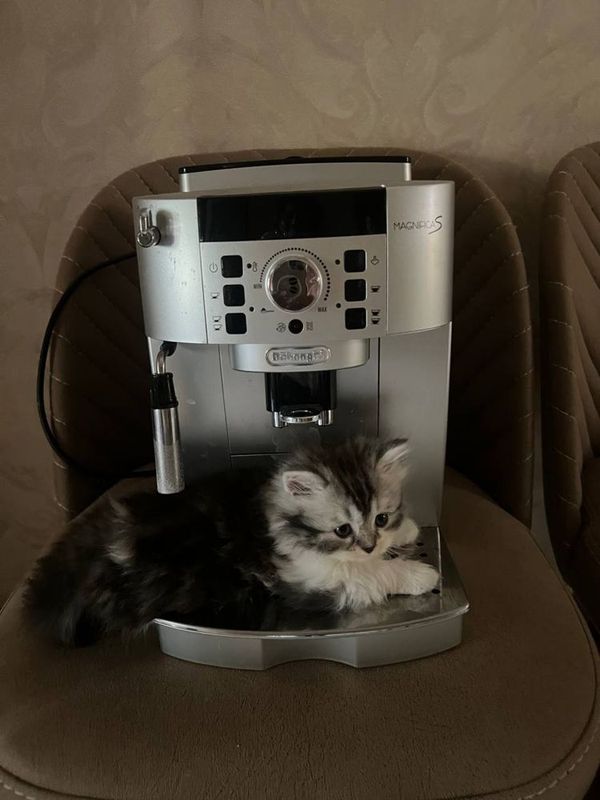 котята 1,5 месячные чистокровные котята 1,5 месячные чистокровные