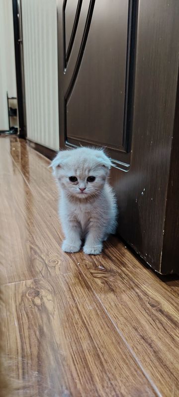 Продаётся породистые котята... Продаётся породистые котята...