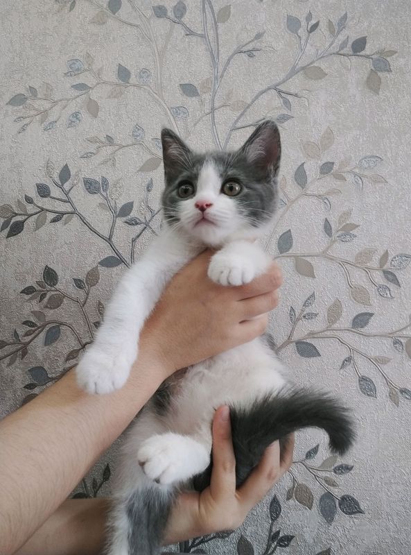 шотландский прямоухи