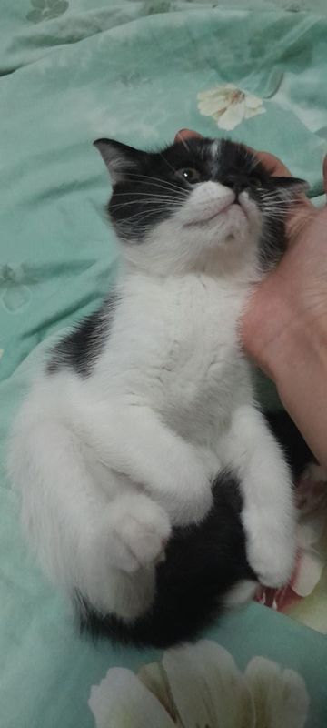 Котята 2,5 месяца Котята 2,5 месяца