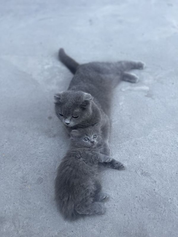 Мушук скотиш фолд Мушук скотиш фолд