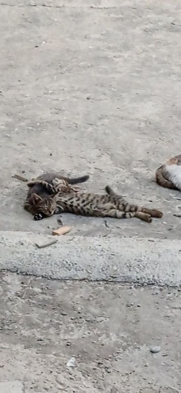 Маленький Кошки 3 Маленький Кошки 3