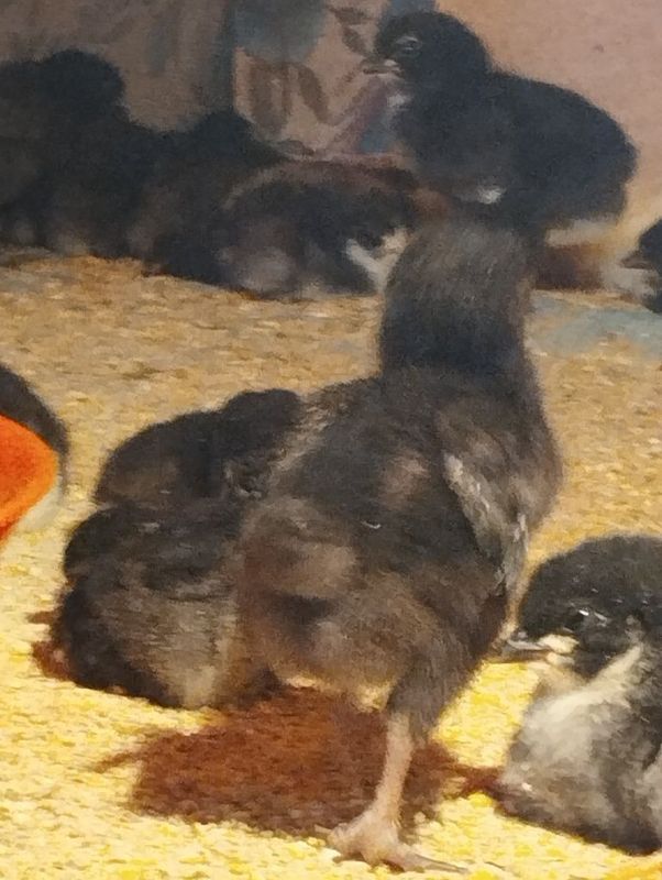Кора шохзода жужалари Кора шохзода жужалари