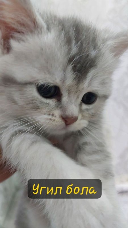 Серебряный шиншилла. 1.5 месяц Серебряный шиншилла. 1.5 месяц