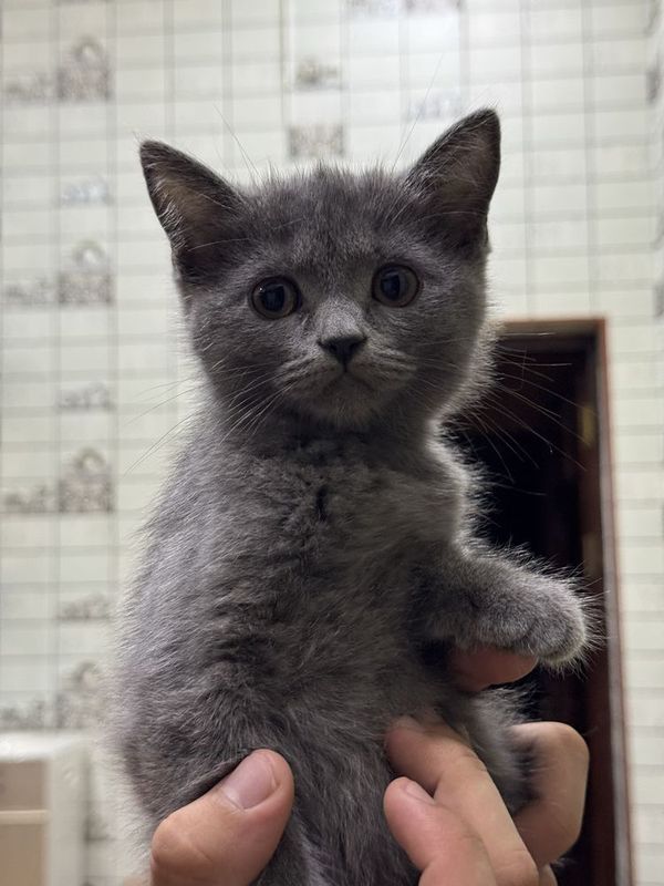 British Shorthair
