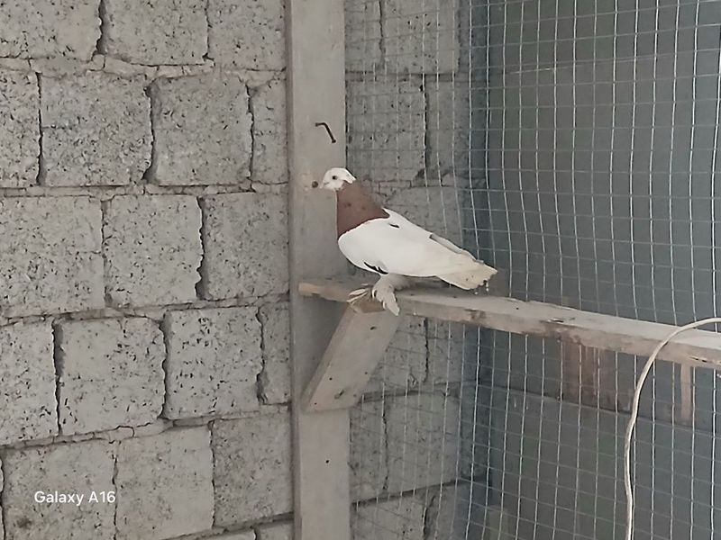 Qopqon nar sotiladi srochna 120 ming petnosi yoʻq Qopqon nar sotiladi srochna 120 ming petnosi yoʻq