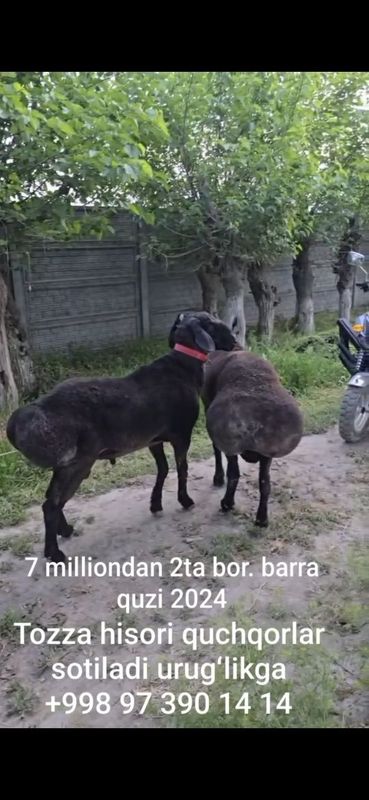 Насил учун тоза парода Насил учун тоза парода