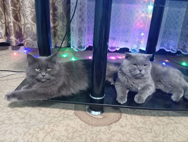 Продам котят mushuk bollari sotiladi Продам котят mushuk bollari sotiladi