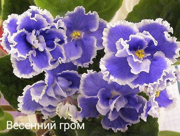Продаю сортовые фиалочки. Посажены в горшки на фитильном поливе Продаю сортовые фиалочки. Посажены в горшки на фитильном поливе