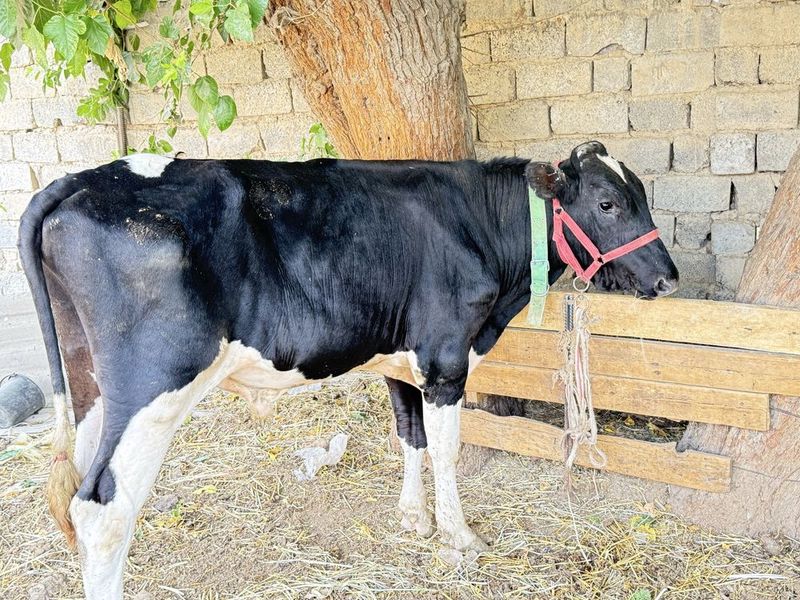 Buq sotlad toshkenda Buq sotlad toshkenda