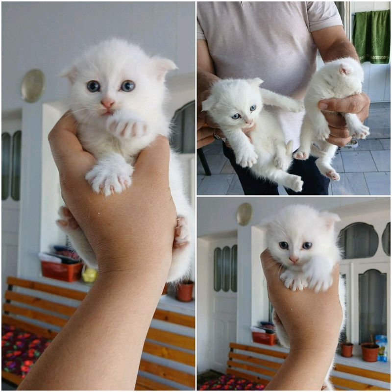 кошки кошки