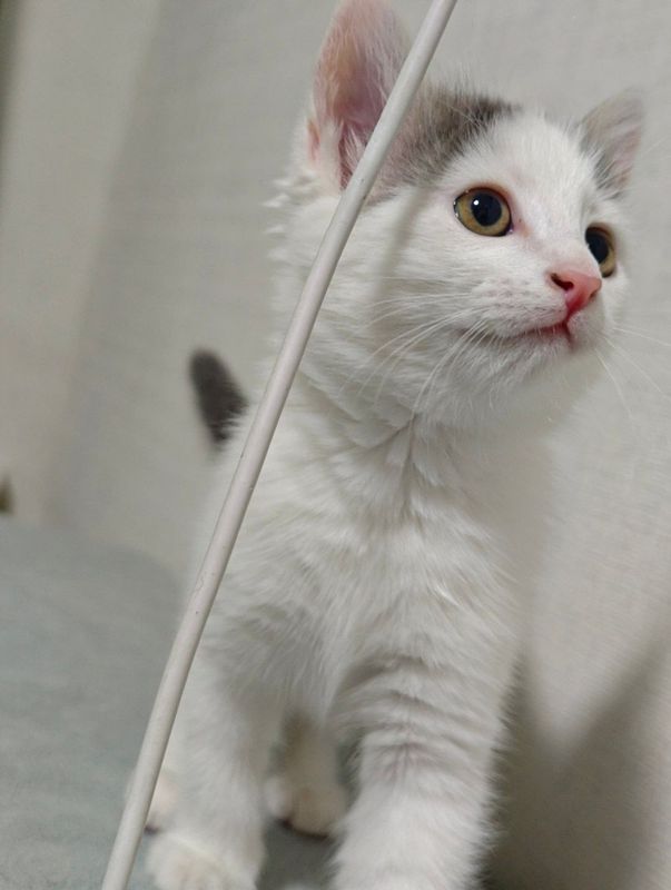 Котёнок 1.5 месяц Котёнок 1.5 месяц