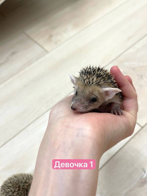 Домашние ежики Домашние ежики