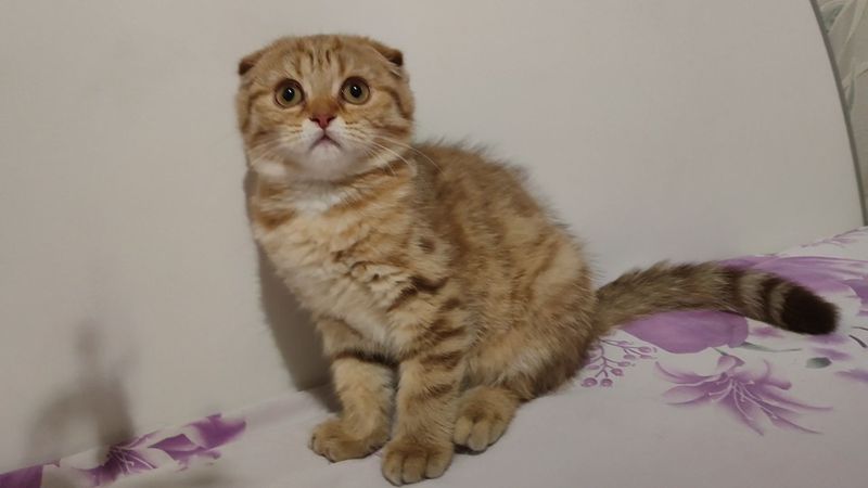 Вислоухая девочка скоттиш фолд Вислоухая девочка скоттиш фолд