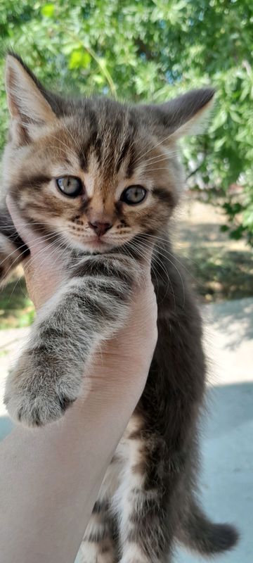 кошки