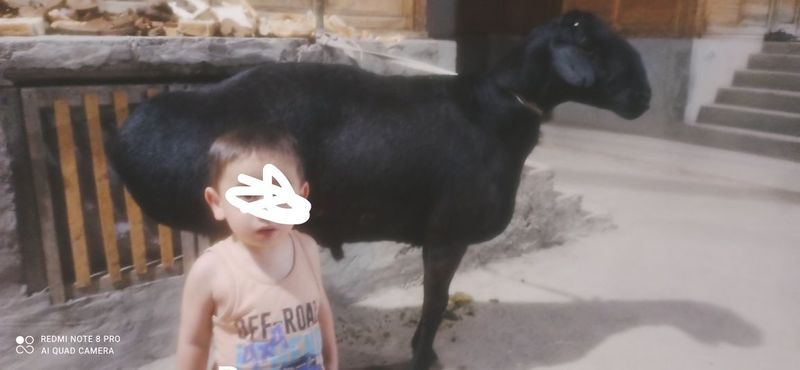 Kotta qochqor sotilad